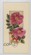 1977 Carreras Craven Black Cat Flowers All the Year Round Tobacco #28 2p7