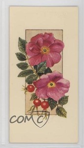 1977 Carreras Craven Black Cat Flowers All the Year Round Tobacco #28 2p7