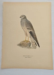 Antique Bird Print - 1920 Scandinavian Chromolithograph Circus Pygarus Bird - Picture 1 of 5