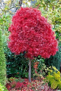 Acero rosso giapponese palmatum Skeeter's Broom pianta vaso ø22cm h 1 mt e oltre - Foto 1 di 8