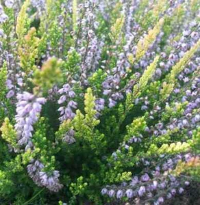 10x Besenheide Easter Bonfire - Calluna vulgaris - Bild 1 von 1