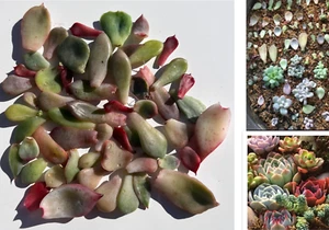 AU STOCK SUCCULENTS UP TO 100 PCS SUCCULENT LEAVES SEEDS FRESHLY CUTTINGS PL022 - Bild 1 von 16