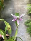 Encyclia (Prosthechea) Garciana Orchid Species Rare Fragrant In Bloom 08/04