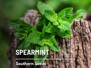 Spearmint - 250 Seeds - Medicinal & Culinary Herb - Heirloom GMO Free - Picture 1 of 11