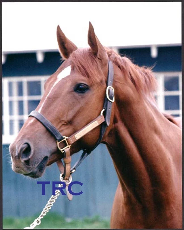 SECRETARÍA - FOTO ORIGINAL 8X10 1973 FOTO DE FOTO EN BELMONT PARK! Foto 1 de 1