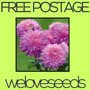 LOCAL AUSSIE STOCK - Purple Chrysanthemum, Flower Seeds ~10x FREE SHIPPING - Picture 1 of 3