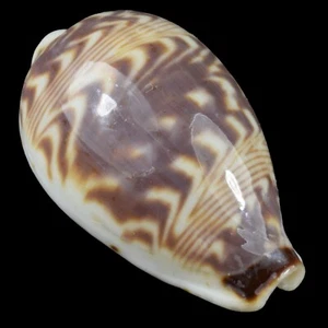 CYPRAEA (Palmadusta) DILUCULUM (Zanzibar Isl., Tanzania) 24.1mm #47709 - Picture 1 of 4