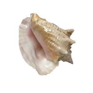 Vintage Queen Muschel Muschel 7,5"x5"x5" Natur Rosa Küste Strand Dekor 1 Pfund 10,7 Unzen - Bild 1 von 13