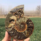 280G Natural Ammonite Fossil Quartz Crystal Specimen Reiki Energy Healing
