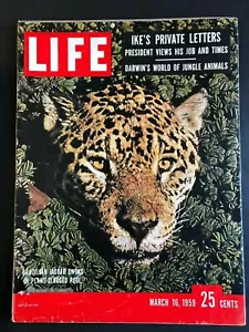 Life Magazin 16. März 1959 Jaguar Swims - Bild 1 von 2
