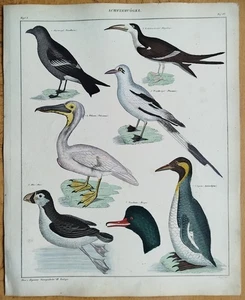 Vögel Pelikan Pinguin - Oken Großer Originaldruck Koloriert  Folio - 1843 - Picture 1 of 2