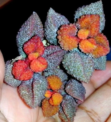 Adromischus Rs250 nice Succulent plant   - Image 1 of 4