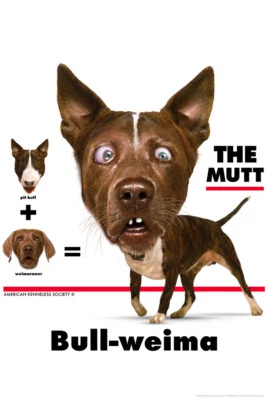 Bull weima The Mutt Funny Cool Wall Decor Art Print Poster 12x18 - Image 1 of 3