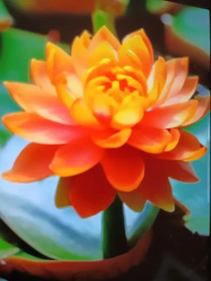 ORANGE Bonsai/ Bowl LOTUS Pre Sprouted (2) 6 Inch  Tubes, Tongs, Indoor Flowers - Image 1 of 4