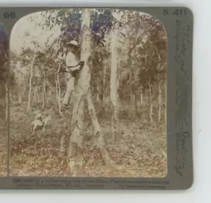 Rubber Tree Grove Ubero Plantation Tehuantepec Mexico Underwood Stereoview - Picture 1 of 2
