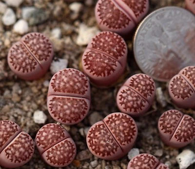 Plant-one- L.Julii C64 × L.salicola 'sato's violet'（Bacchus） - Image 1 of 4