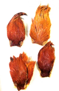 5 rot/orange Trockenfliegen Hackle? Hals Cape? Sattel? Angelfedern Forellenverlängerung - Bild 1 von 5