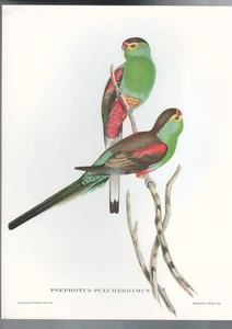 JOHN GOULD TROPICAL BIRDS , PRINT by ARIEL PRESS , 1955 ,PSEPHOTUS PULCHERRIMUS - Foto 1 di 1