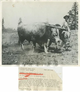 Washington farmer with ox bulls antique photo - Picture 1 of 1