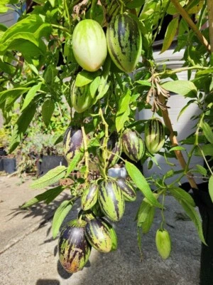 2 Sweet Pepino Melon Rooted Plants 1 Kendall Gold 1 New Yorker 人蔘果 Ginseng Fruit - Image 1 of 4