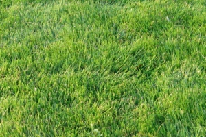 Zoysia  Zenith grass seeds - 1/8 lb - fresh - Picture 1 of 1
