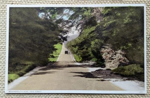 New Forest Bournemouth Road, Lyndhurst? Hampshire, Postcard - Picture 1 of 2
