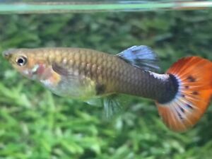 Live Guppy Fish - One Female - Dumbo Red Tail Guppy (As Pictures) From Thailand