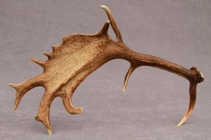 NATURALLY SHED WILD FALLOW DEER ANTLER (HORN, KNIFE, CARVING, CHEW, TAXIDERMY) - Picture 1 of 12