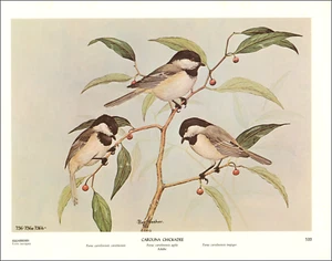 1968 Vintage Druck Carolina Chickadee Vogel Zuckerbeerbaum Kunst von Rex Brasher - Bild 1 von 4