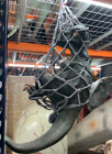 Baby T-rex Dinosaur In Net Life Size Statue Jurassic Theme Prop Display Decor