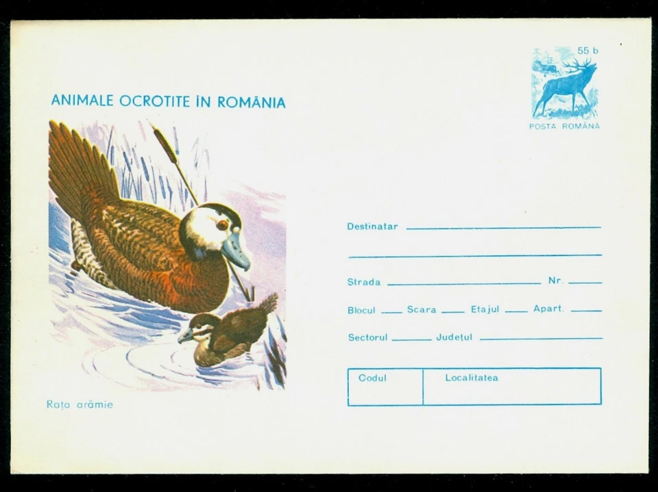 1977 White-headed duck,Oxyura leucocephala,Protected birds,animals,Romania,cover - Image 1 of 1