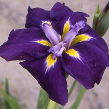 Iris japonais bleu sensation kaempferi  versicolor ensata plante bassin vivace