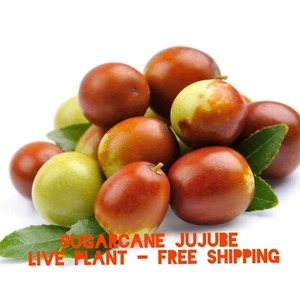  Sugarcane Jujube chinese Date Ziziphus jujuba live plant & seeds fast grow bulk - Picture 1 of 4