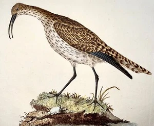 1794 Edward Donovan, Whimbrel, ornithology, fine hand coloured engraving - Picture 1 of 3