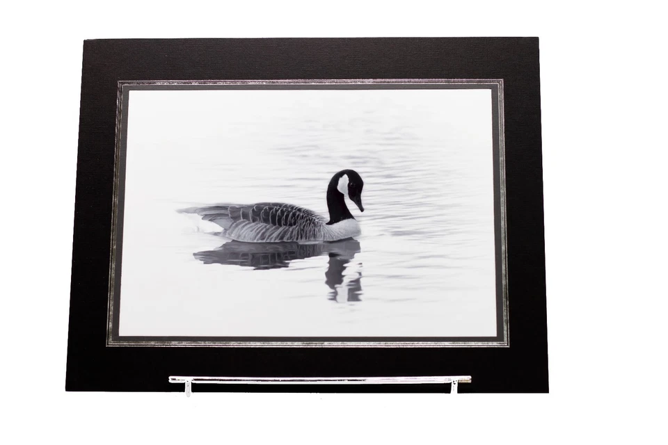 Impresión fotográfica A4 de alta calidad ganso canadiense, vida silvestre natural Foto 1 de 1
