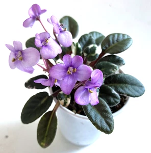 Piccolo tulipano africano da cacciatore di violette (micro) - carino - DUE FOGLIE - Foto 1 di 1