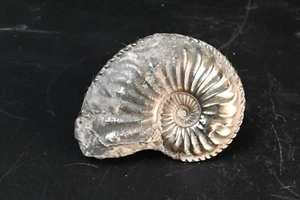Ammonite Pyritisé Amaltheus Domerien 49mm pyriteuse pyrite fossile - Picture 1 of 4