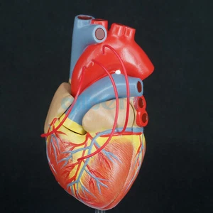 Modelo anatómico anatómico tamaño natural corazón científico con bypass modelo médico anatómico - Imagen 1 de 4