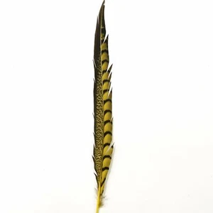 20" to 30" Lady Amherst Pheasant Side Tail Feather - Yellow - Bild 1 von 3