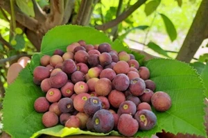 25 semi Grewia asiatica, semi di albero di falsa. - Foto 1 di 5