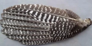 1 Grade #1 Right Wing Adult Wild Turkey Primary Wing /Turkey Hunting Flapper - Picture 1 of 4