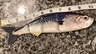MACKEREL Swimbait jointed fishing lure 10" photo realistic mackerel