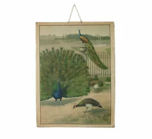 ORIGINAL ANTIQUE GERMAN ZOOLOGY PEACOCKS EDUCATIONAL WALL CHART POSTER - Picture 1 of 6