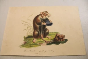 c1816 antica stampa ANIMALE a colori / CRICETO / molto scarsa - Foto 1 di 1