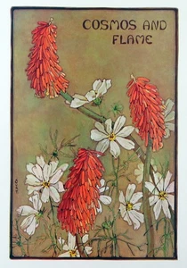 Vintage Floral Print, Cosmos And Flame, Keramic Studio 1911 botanical art 13x10 - Picture 1 of 3