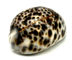 Exquisita decoración de playa concha marina tigre del Pacífico Sur Cowrie 3,625" - Imagen 1 de 11