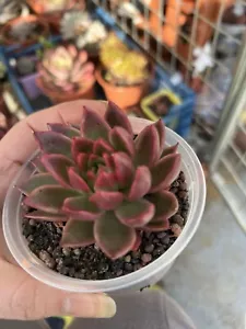Echeveria agavoides Red Wax 6-7cm - Picture 1 of 7