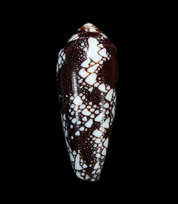SEASHELL - Conus ngai - RARE, VERY DARK, 61.1MM, VIETNAM - Image 1 of 2