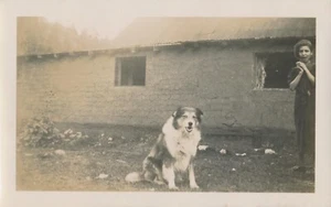 Foto instantánea vintage perro mascota animal pastor australiano? Funny Expression Child - Imagen 1 de 7