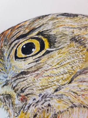 DESSIN ORIGINAL, BUSE, RAPACE, PORTRAIT ANIMALIER, ORNITHOLOGIE - Photo 1/4